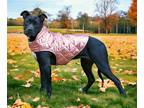 Adopt PUPPY CORA a Black - with White Pointer / Mixed dog in Franklin