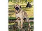 Adopt ACTIVE AXEL a German Shepherd Dog / Great Pyrenees / Mixed dog in Salem