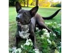 Adopt MOMMA DONNA a Black - with White Australian Kelpie / Mixed dog in