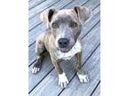 Adopt PUPPY CHARMING CARLY a Gray/Blue/Silver/Salt & Pepper Mountain Cur / Mixed