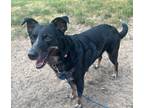 Adopt Eevee a Gray/Blue/Silver/Salt & Pepper Australian Cattle Dog / Doberman