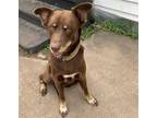 Adopt Poindexter a Brown/Chocolate - with White Labrador Retriever / Doberman