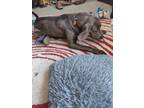 Adopt Duke a Gray/Blue/Silver/Salt & Pepper Weimaraner / Mixed dog in Merrillan