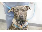Adopt Odin a Pit Bull Terrier / Mastiff / Mixed dog in Mountain Home