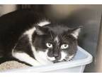 Adopt Miss Kitty a Domestic Shorthair / Mixed cat in Mountain Home