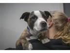 Adopt Hoss a Pit Bull Terrier / Mixed dog in Mountain Home, AR (41392735)