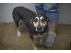 Adopt Snickers (Snickerdoodle) a Labrador Retriever / Shepherd (Unknown Type) /