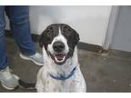 Adopt Mickey a Border Collie / Mixed dog in Mountain Home, AR (41439353)