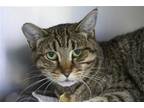 Adopt Emily a Domestic Shorthair / Mixed cat in Mountain Home, AR (41459151)