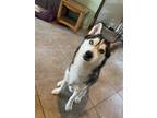 Adopt Lucifer (luc) a Black - with White Husky / Mixed dog in Punta Gorda