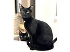 Adopt KITTEN DISTINGUISHED DERRICK a All Black Domestic Shorthair / Mixed (short