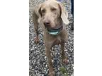 Adopt Greta (fka Angel) a Gray/Blue/Silver/Salt & Pepper Weimaraner / Mixed dog