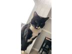 Adopt Buddy a Black & White or Tuxedo American Shorthair / Mixed (short coat)