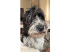 Adopt Bubbles a Black - with White Great Pyrenees / Poodle (Standard) / Mixed