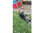Adopt Mac a Gray or Blue Bengal / Mixed (medium coat) cat in San Antonio