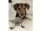 Adopt XP - Milo NJ a Beagle / Terrier (Unknown Type, Medium) / Mixed dog in