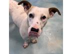 Adopt Slinky GCH a Basset Hound / Terrier (Unknown Type, Medium) / Mixed dog in