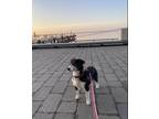 Adopt Tilly a Black Beagle dog in Toronto, ON (41015629)