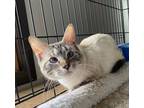 Adopt Prudence a Siamese / Mixed (short coat) cat in Portland, IN (41425219)