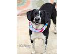 Adopt Crissy a Border Collie / Mixed dog in Gautier, MS (41414870)