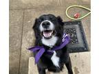 Adopt Nighthawk a Black Collie / Labrador Retriever / Mixed dog in Newport