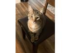Adopt Little Dude a Brown Tabby Tabby / Mixed (short coat) cat in Milwaukee