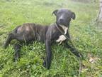 Adopt Linh a Brindle Terrier (Unknown Type, Small) / Mixed dog in Lewis Center