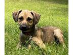 Adopt Climm Bob ~ meet me! a Tan/Yellow/Fawn Australian Shepherd / Dachshund /