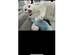 Adopt Lucy (Lulu) a White American Shorthair / Mixed (medium coat) cat in