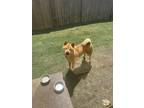 Adopt Ore a Tan/Yellow/Fawn Akita / Chow Chow / Mixed dog in Venus