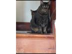 Adopt Shadow a Gray, Blue or Silver Tabby American Shorthair / Mixed (short