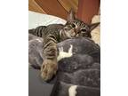 Adopt Naomi a Gray, Blue or Silver Tabby Manx (short coat) cat in Marion