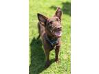 Adopt Genevieve a Labrador Retriever / Mixed Breed (Medium) / Mixed dog in
