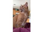 Adopt Leo a Orange or Red Tabby Domestic Shorthair / Mixed (short coat) cat in