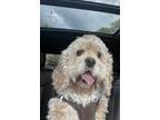 Adopt Butterscotch a Red/Golden/Orange/Chestnut Cocker Spaniel / Mixed dog in