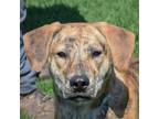 Adopt Carey a Brindle - with White Catahoula Leopard Dog / Labrador Retriever /