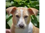 Adopt Doug a Tan/Yellow/Fawn - with White Sheltie, Shetland Sheepdog / Corgi /