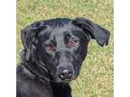 Adopt Essie a Black - with White Labrador Retriever / Whippet / Mixed dog in