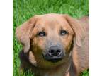 Adopt Jake a Brown/Chocolate - with White Labrador Retriever / Weimaraner /