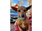 Adopt Mandy a Miniature Pinscher dog in Windsor, CO (41163346)