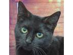 Adopt Mittens a All Black Bombay / Mixed (short coat) cat in Huntley