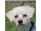 Adopt Q Tip a White Poodle (Miniature) / Mixed dog in Huntley, IL (41109669)