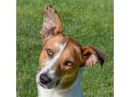 Adopt Santo a Red/Golden/Orange/Chestnut - with White Collie / Greyhound / Mixed