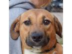 Adopt Tulip a Tan/Yellow/Fawn - with Black Sheltie, Shetland Sheepdog / Labrador