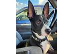 Adopt Sammy a Black Mutt / Mixed dog in Austin, TX (41467805)