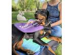 Adopt Nutmeg a Rottweiler dog in Windsor, CO (41317472)
