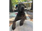 Adopt Betty a Black Labrador Retriever / Great Dane / Mixed dog in Augusta