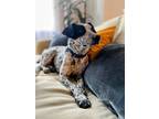 Adopt Aiden GCH a Black - with White Cattle Dog / Pointer / Mixed dog in