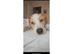 Adopt Pup a White - with Red, Golden, Orange or Chestnut Mutt / Mixed dog in