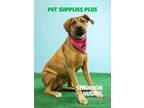 Adopt Merry a Boxer / Black Mouth Cur / Mixed dog in Macon, GA (40941939)